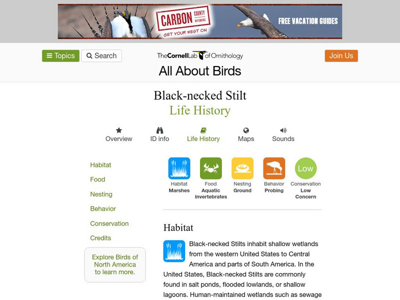 Cornell Lab of Ornithology: Black Necked Stilt Handout