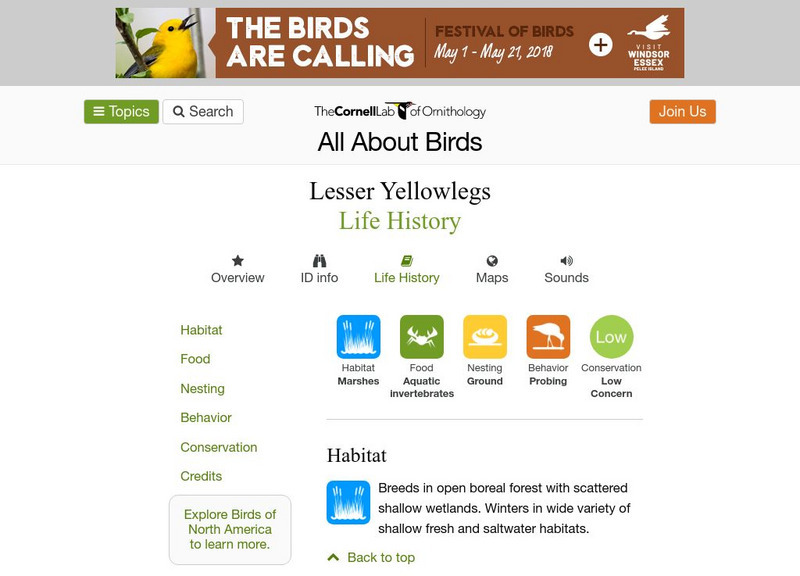 Cornell Lab of Ornithology: Lesser Yellowlegs Handout