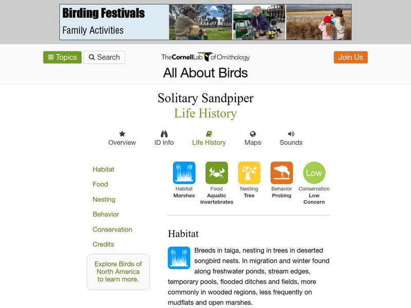 Cornell Lab of Ornithology: Solitary Sandpiper Handout Cornell Lab of Ornithology: Solitary Sandpiper Handout