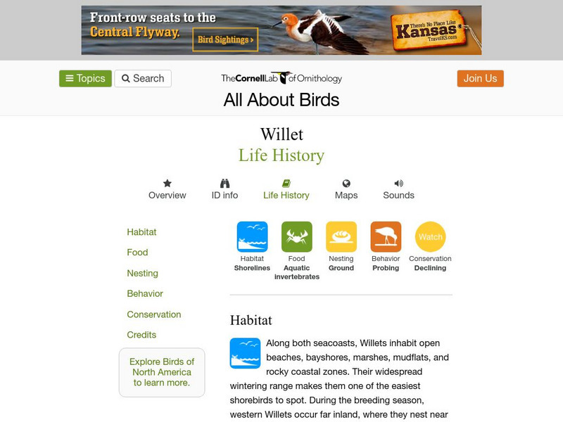 Cornell Lab of Ornithology: Willet Handout Cornell Lab of Ornithology: Willet Handout