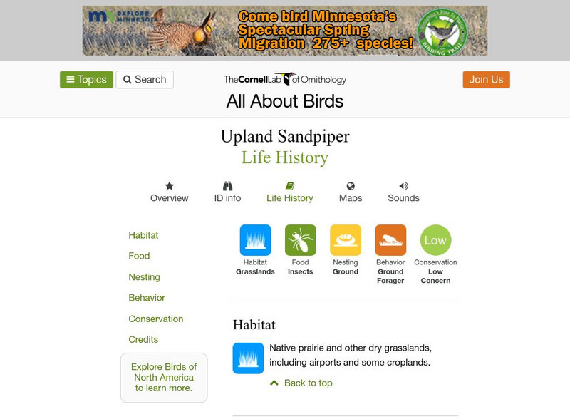 Cornell Lab of Ornithology: Upland Sandpiper Handout