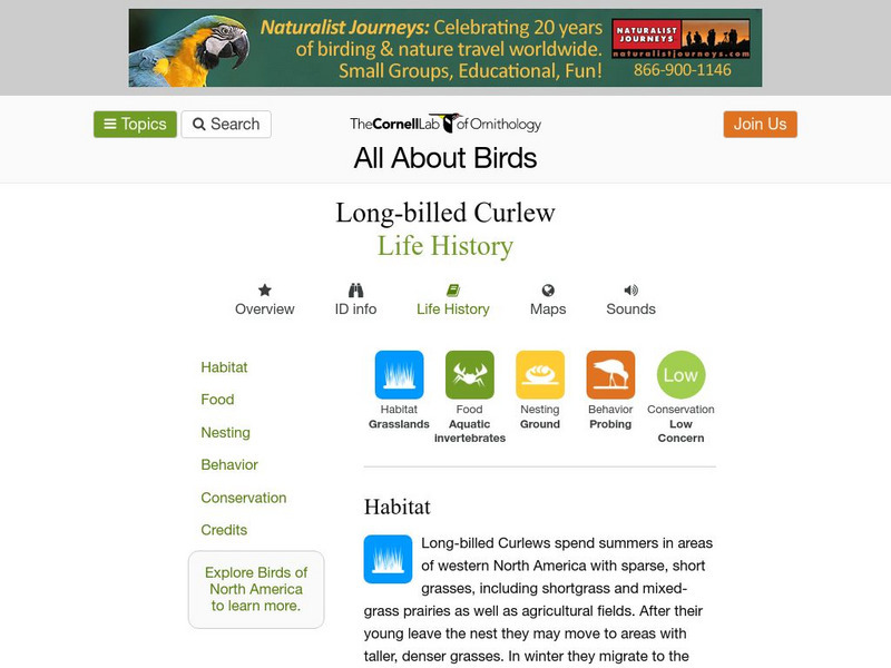 Cornell Lab of Ornithology: Long Billed Curlew Handout Cornell Lab of Ornithology: Long Billed Curlew Handout