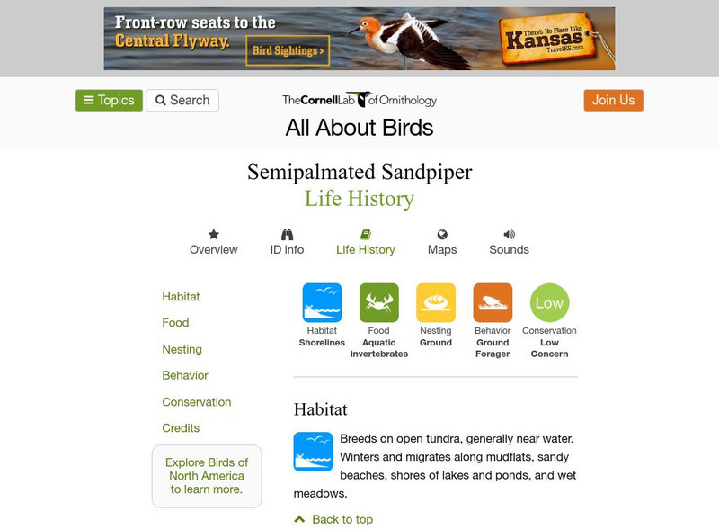 Cornell Lab of Ornithology: Semipalmated Sandpiper Handout