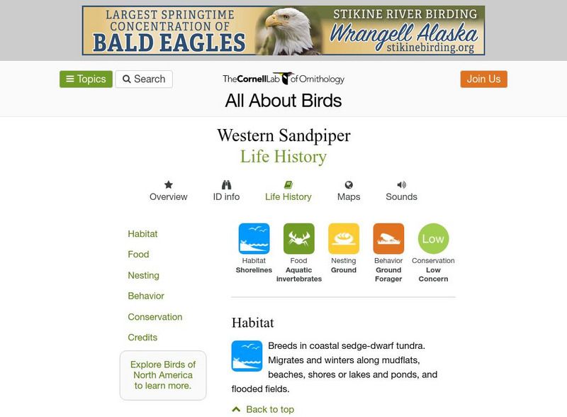 Cornell Lab of Ornithology: Western Sandpiper Handout