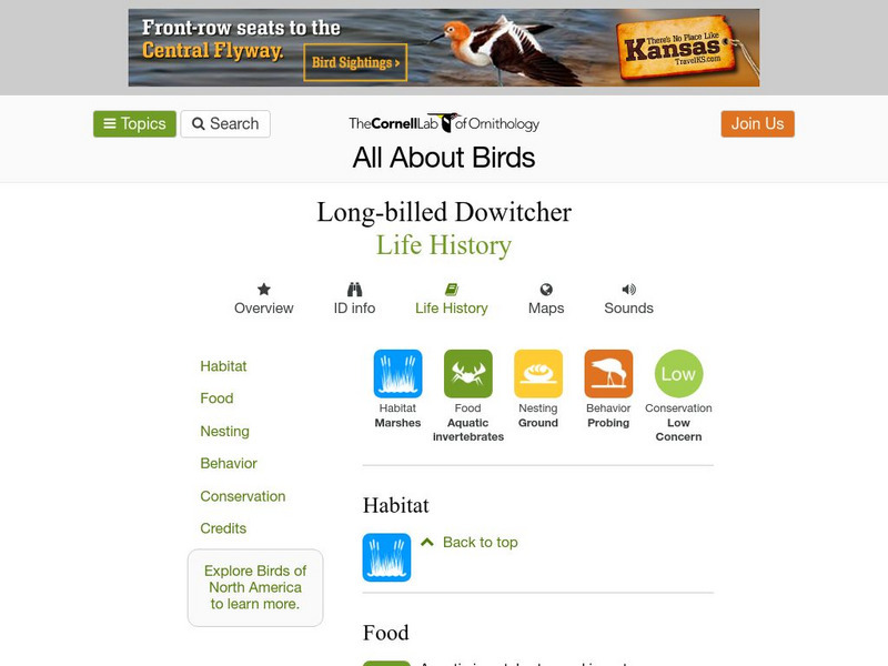 Cornell Lab of Ornithology: Long Billed Dowitcher Handout