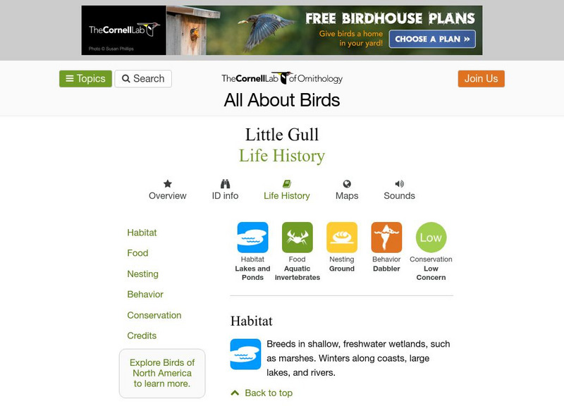 Cornell Lab of Ornithology: Little Gull Handout