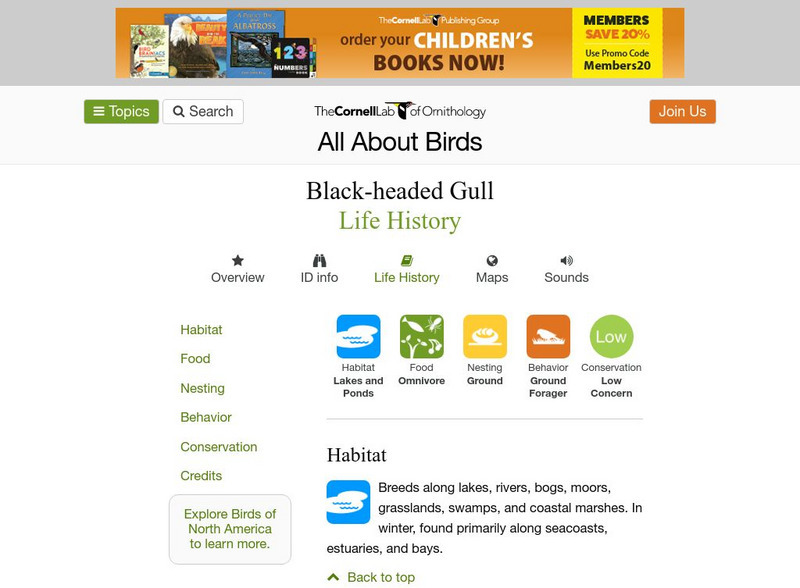 Cornell Lab of Ornithology: Black Headed Gull Handout