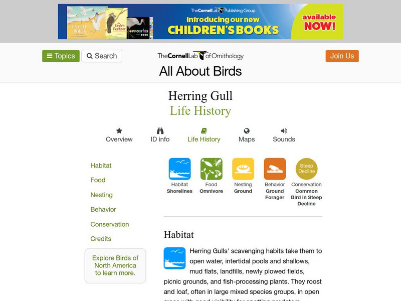 Cornell Lab of Ornithology: Herring Gull Handout