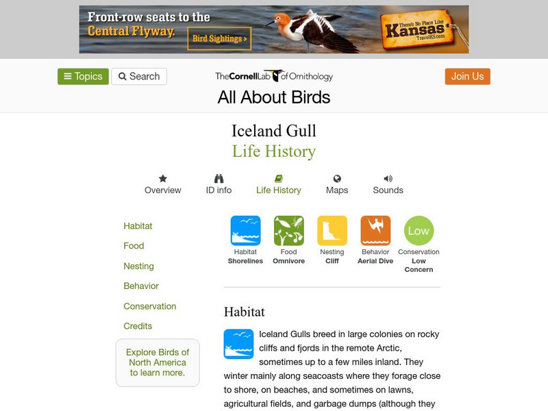 Cornell Lab of Ornithology: Thayer's Gull Handout