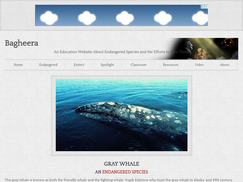 Bagheera.com: The Gray Whale Handout Bagheera.com: The Gray Whale Handout