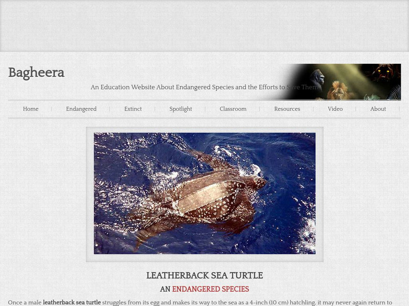 Bagheera.com: Leatherback Sea Turtle Handout