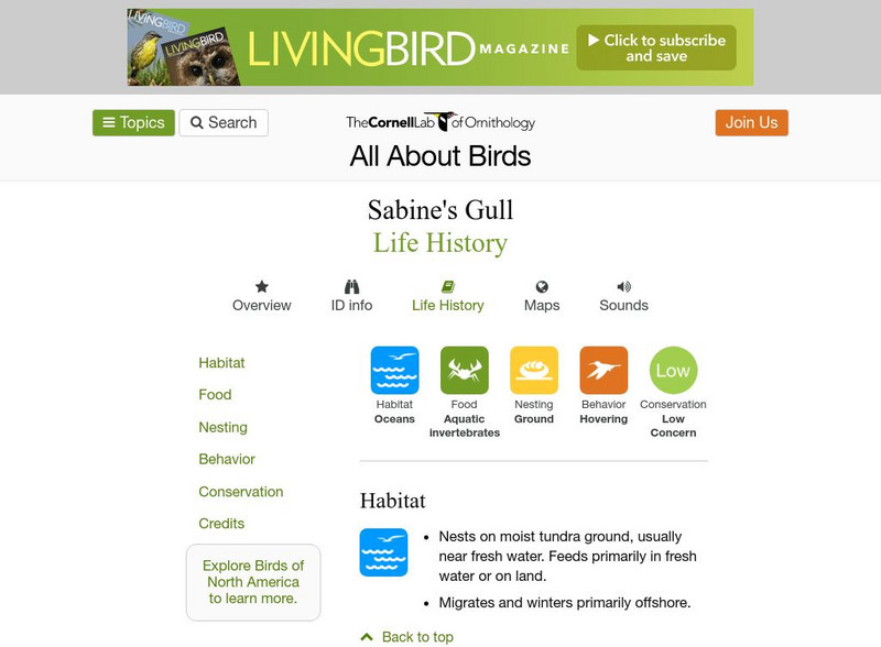 Cornell Lab of Ornithology: Sabine's Gull Handout