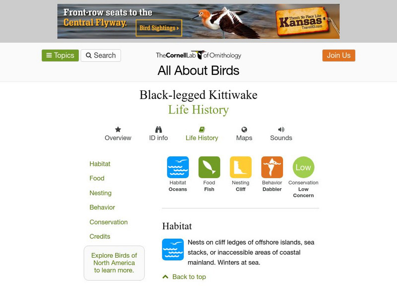 Cornell Lab of Ornithology: Black Legged Kittiwake Handout