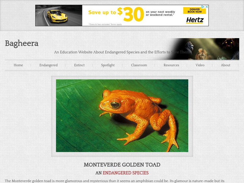 Bagheera: Monteverde Golden Toad Handout Bagheera: Monteverde Golden Toad Handout