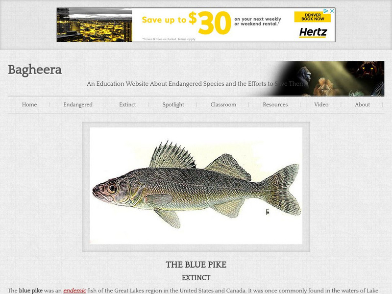Bagheera.com: Extinct in the Wild Blue Pike Handout Bagheera.com: Extinct in the Wild Blue Pike Handout
