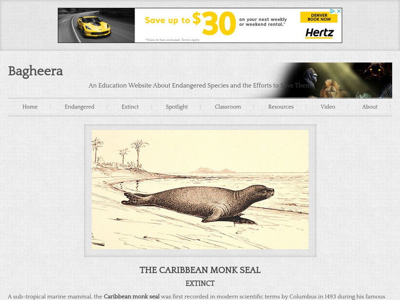 Bagheera.com: Extinct in the Wild Caribbean Monk Seal Handout