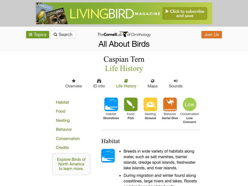 Cornell Lab of Ornithology: Caspian Tern Handout