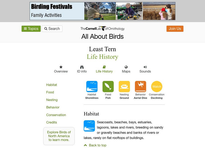 Cornell Lab of Ornithology: Least Tern Handout