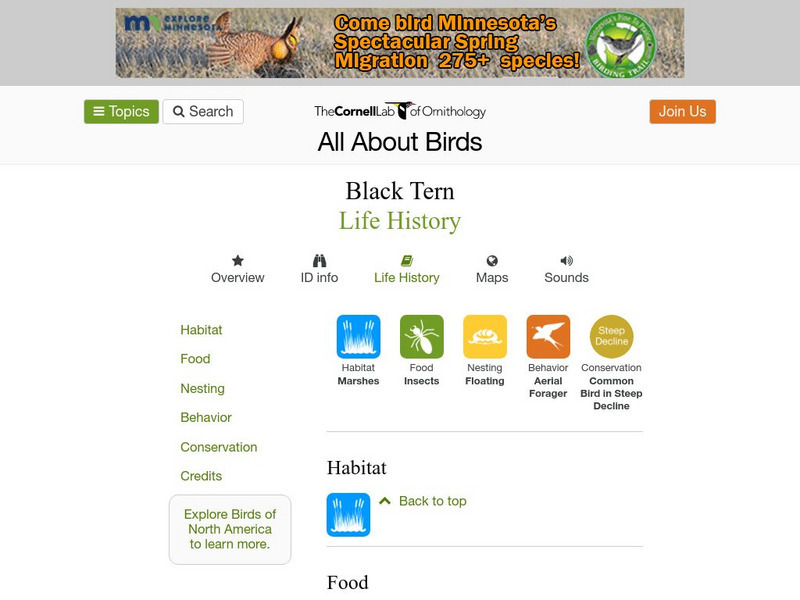 Cornell Lab of Ornithology: Black Tern Handout