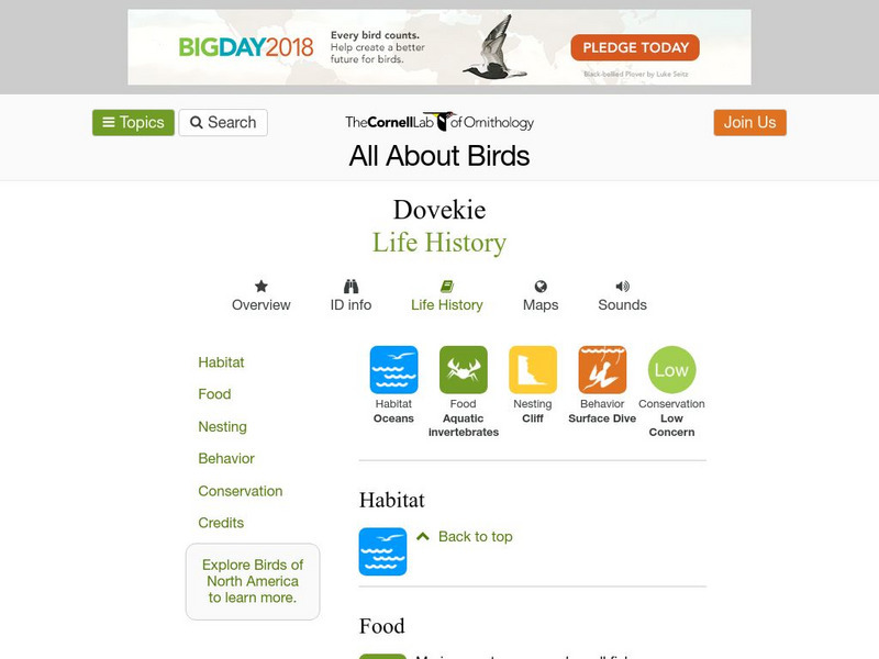 Cornell Lab of Ornithology: Dovekie Handout