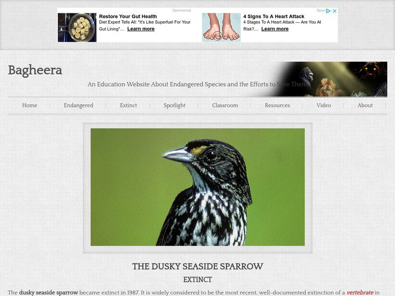 Bagheera.com: Extinct in the Wild Dusky Seaside Sparrow Handout Bagheera.com: Extinct in the Wild Dusky Seaside Sparrow Handout