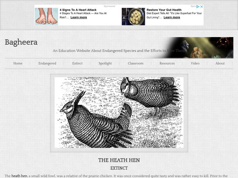 Bagheera.com: Extinct in the Wild Heath Hen Handout Bagheera.com: Extinct in the Wild Heath Hen Handout