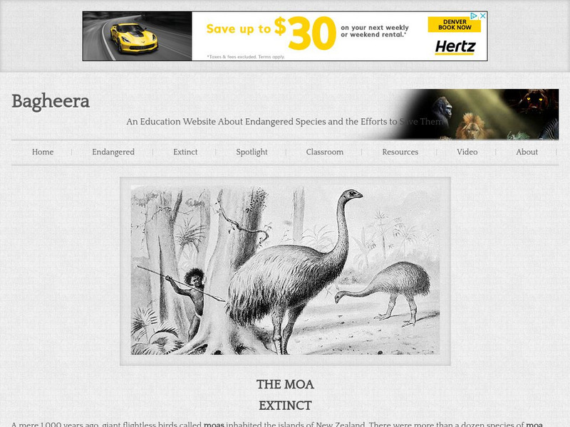 Bagheera.com: Extinct in the Wild Moas Handout Bagheera.com: Extinct in the Wild Moas Handout