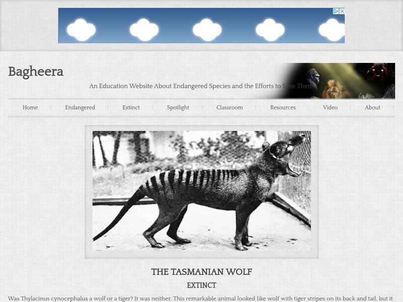 Bagheera.com: Extinct in the Wild Tasmanian Wolf Handout