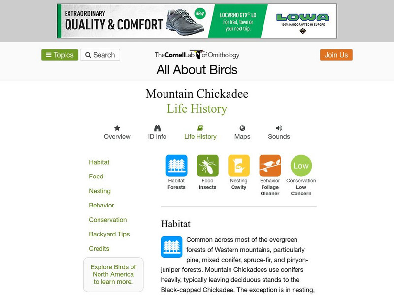 Cornell Lab of Ornithology: Mountain Chickadee Handout