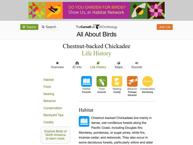 Cornell Lab of Ornithology: Chestnut Backed Chickadee Handout Cornell Lab of Ornithology: Chestnut Backed Chickadee Handout