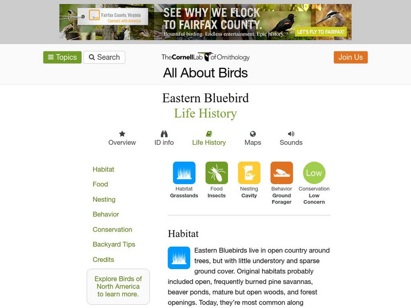 Cornell Lab of Ornithology: Easten Bluebird Handout