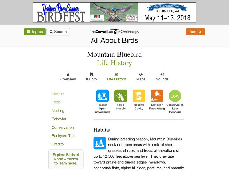 Cornell Lab of Ornithology: Mountain Bluebird Handout