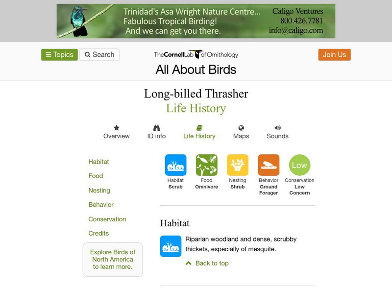 Cornell Lab of Ornithology: Long Billed Thrasher Handout Cornell Lab of Ornithology: Long Billed Thrasher Handout