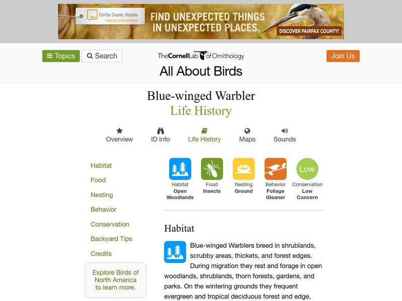 Cornell Lab of Ornithology: Blue Winged Warbler Handout