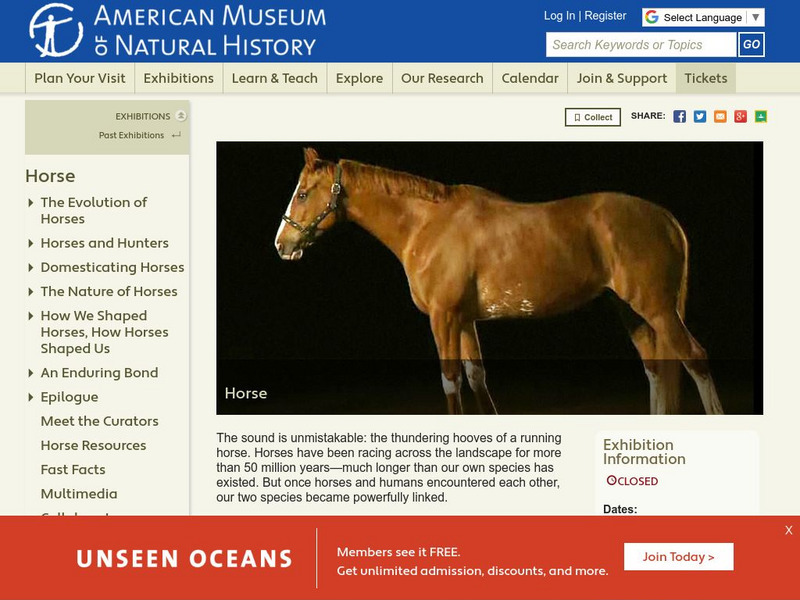 American Museum of Natural History: The Horse Handout American Museum of Natural History: The Horse Handout