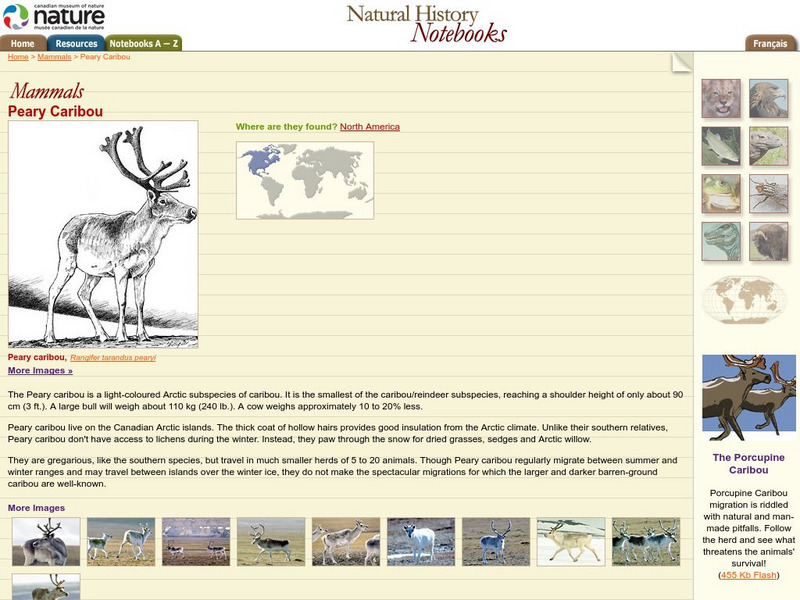 Canadian Museum of Nature: Peary Caribou Handout