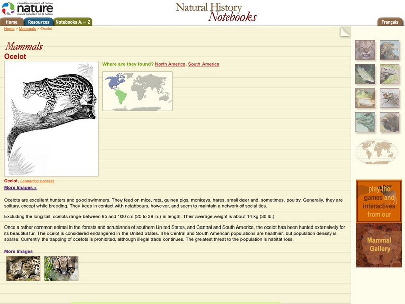 Canadian Museum of Nature: Ocelot Handout Canadian Museum of Nature: Ocelot Handout