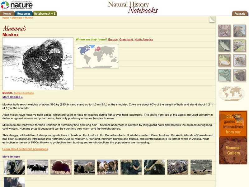 Canadian Museum of Nature: Muskox Handout Canadian Museum of Nature: Muskox Handout
