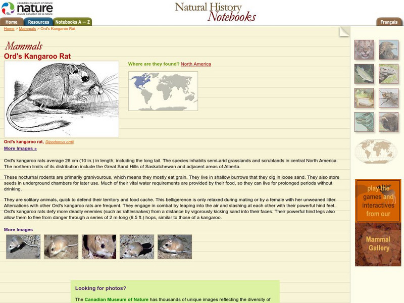 Canadian Museum of Nature: Ord's Kangaroo Rat Handout