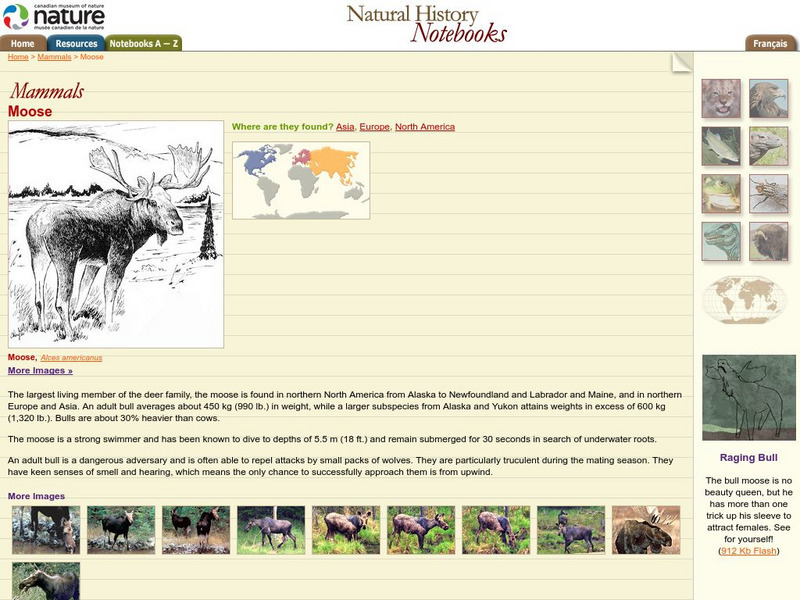 Canadian Museum of Nature: Moose Handout Canadian Museum of Nature: Moose Handout