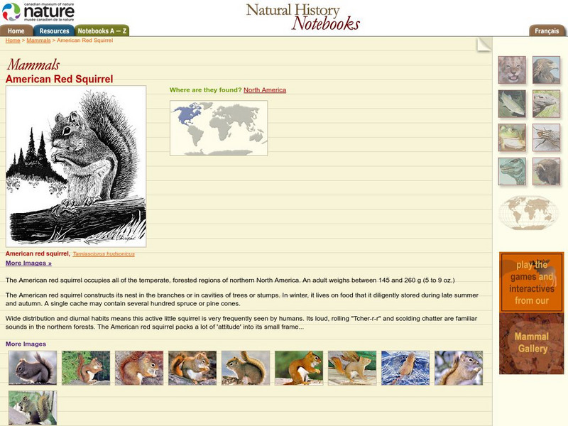 Canadian Museum of Nature: American Red Squirrel Handout Canadian Museum of Nature: American Red Squirrel Handout