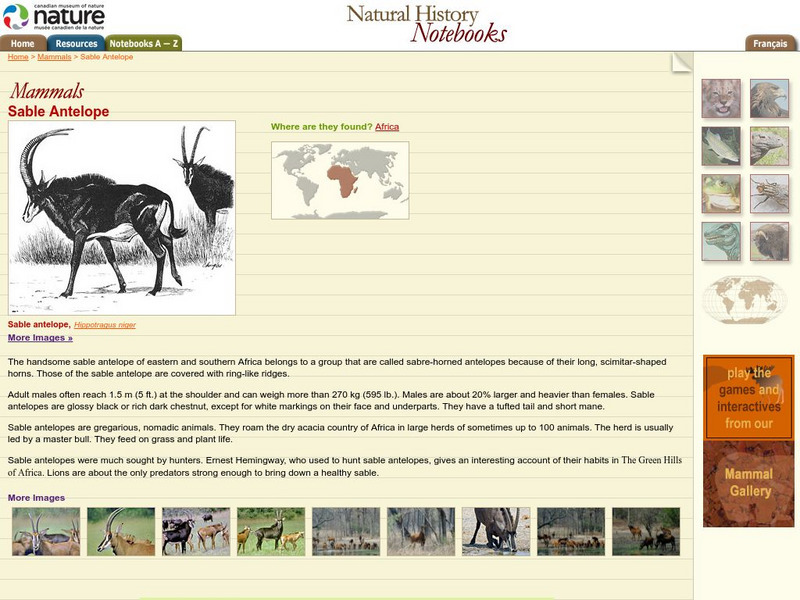 Canadian Museum of Nature: Sable Antelope Handout Canadian Museum of Nature: Sable Antelope Handout