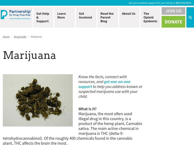 Partnership for a Drug Free America: Marijuana Handout