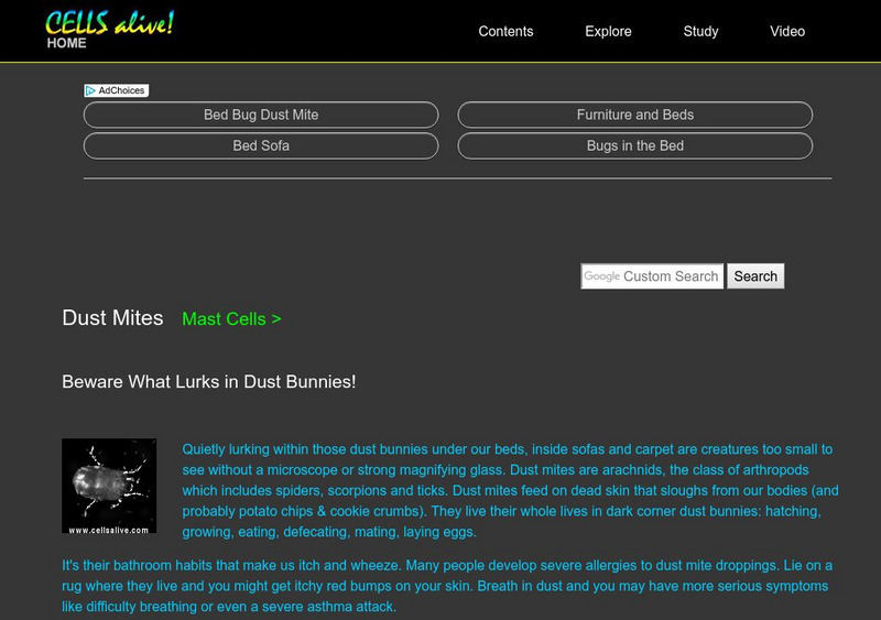 Dust Mites Handout