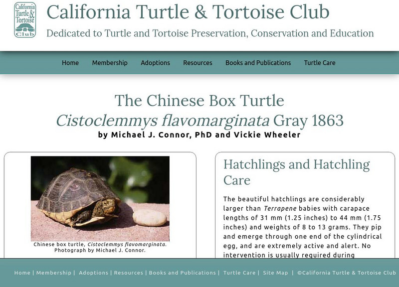 Tortuga Gazette: Chinese Box Turtle Handout Tortuga Gazette: Chinese Box Turtle Handout