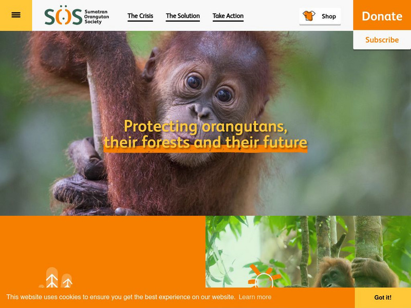 The Sumatran Orangutan Society Website The Sumatran Orangutan Society Website