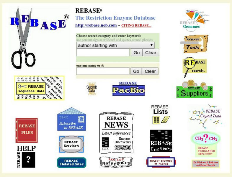 Rebase: Restriction Enzyme Database Website Rebase: Restriction Enzyme Database Website