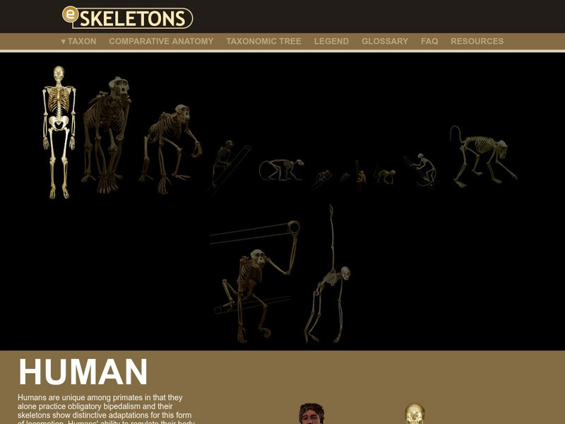 E Skeletons Project Interactive E Skeletons Project Interactive