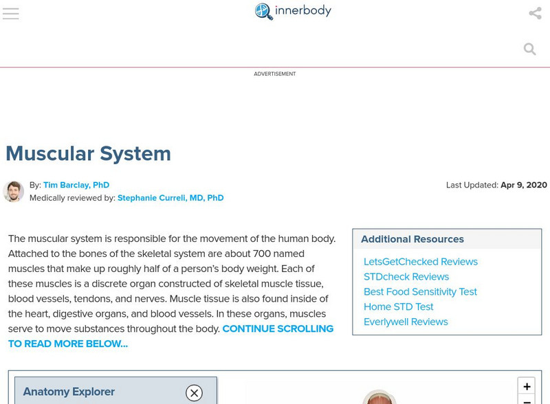 Innerbody: Muscular System Interactive Innerbody: Muscular System Interactive