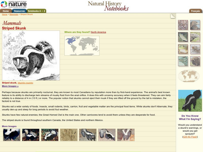 Canadian Museum of Nature: Striped Skunk Handout Canadian Museum of Nature: Striped Skunk Handout